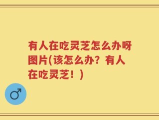 有人在吃灵芝怎么办呀图片(该怎么办？有人在吃灵芝！)