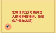 无锡任灵芝(无锡灵芝大规模种植推进，盼提高产量和品质)
