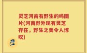 灵芝河南有野生的吗图片(河南野外现有灵芝存在，野生之美令人惊叹)