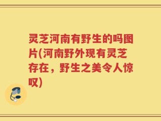 灵芝河南有野生的吗图片(河南野外现有灵芝存在，野生之美令人惊叹)