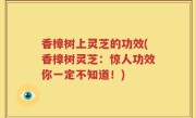 香樟树上灵芝的功效(香樟树灵芝：惊人功效你一定不知道！)