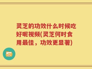 灵芝的功效什么时候吃好呢视频(灵芝何时食用最佳，功效更显著)