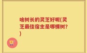 啥树长的灵芝好呢(灵芝最佳宿主是哪棵树？)