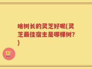 啥树长的灵芝好呢(灵芝最佳宿主是哪棵树？)