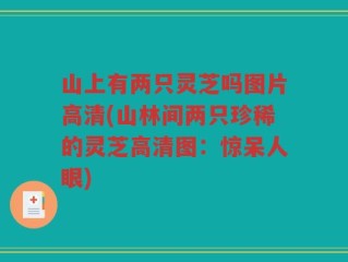 山上有两只灵芝吗图片高清(山林间两只珍稀的灵芝高清图：惊呆人眼)
