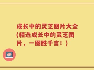 成长中的灵芝图片大全(精选成长中的灵芝图片，一图胜千言！)