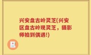 兴安盘古岭灵芝(兴安区盘古岭现灵芝，摄影师拍到偶遇!)