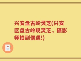 兴安盘古岭灵芝(兴安区盘古岭现灵芝，摄影师拍到偶遇!)