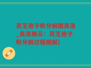 灵芝孢子粉分解图高清_高清展示：灵芝孢子粉分解过程图解)