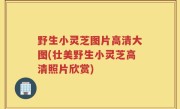野生小灵芝图片高清大图(壮美野生小灵芝高清照片欣赏)