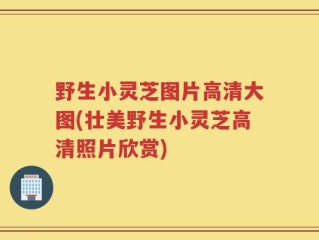野生小灵芝图片高清大图(壮美野生小灵芝高清照片欣赏)