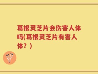葛根灵芝片会伤害人体吗(葛根灵芝片有害人体？)