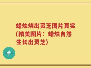 蜡烛烧出灵芝图片真实(精美图片：蜡烛自然生长出灵芝)