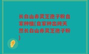 长白山赤灵芝孢子粉自家种植(自家种出纯天然长白山赤灵芝孢子粉)