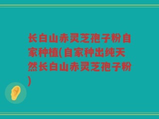 长白山赤灵芝孢子粉自家种植(自家种出纯天然长白山赤灵芝孢子粉)