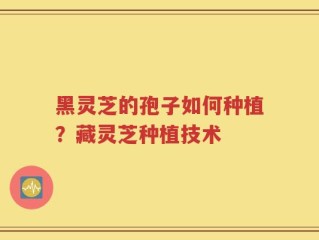 黑灵芝的孢子如何种植？藏灵芝种植技术