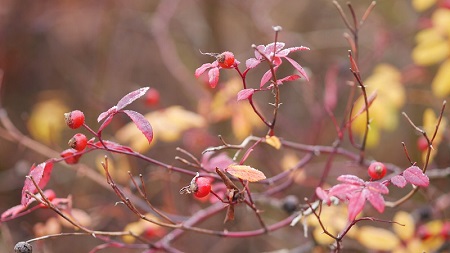 黄芪灵芝面(黄芪灵芝面：滋补又美味的养生选择)