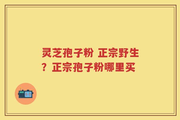 灵芝孢子粉 正宗野生？正宗孢子粉哪里买