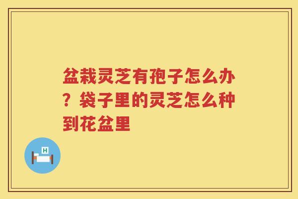 盆栽灵芝有孢子怎么办？袋子里的灵芝怎么种到花盆里