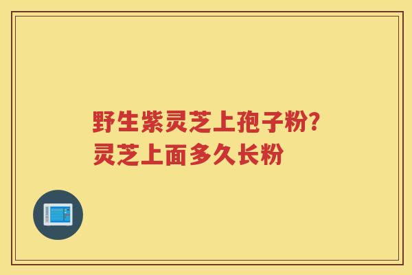 野生紫灵芝上孢子粉？灵芝上面多久长粉
