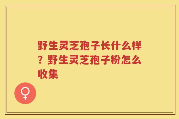 野生灵芝孢子长什么样？野生灵芝孢子粉怎么收集