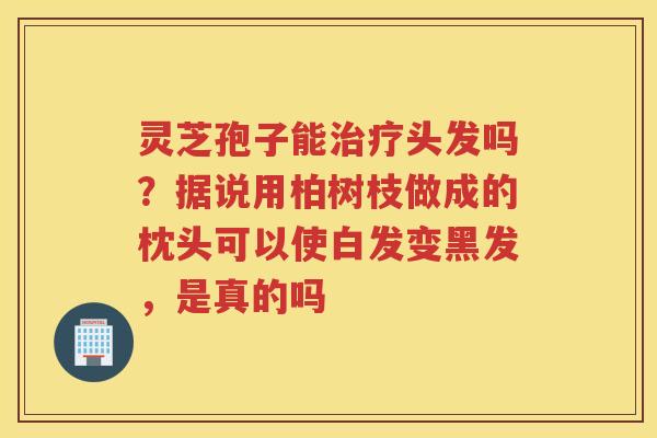 灵芝孢子能头发吗？据说用柏树枝做成的枕头可以使白发变黑发，是真的吗