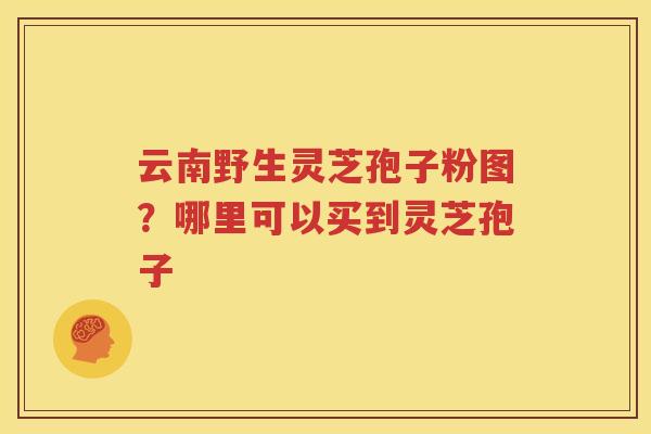 云南野生灵芝孢子粉图？哪里可以买到灵芝孢子