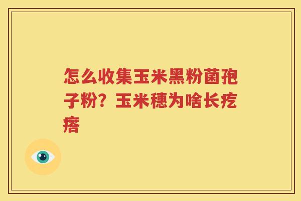 怎么收集玉米黑粉菌孢子粉?玉米穗为啥长疙瘩 怎么收集玉米黑粉菌孢子粉?玉米穗为啥长疙瘩