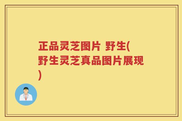 正品灵芝图片 野生(野生灵芝真品图片展现)