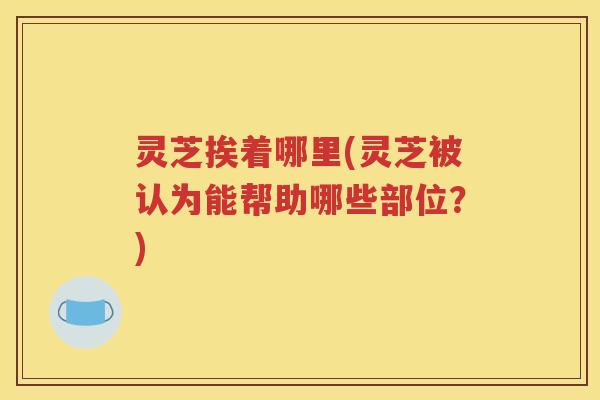 灵芝挨着哪里(灵芝被认为能帮助哪些部位？)