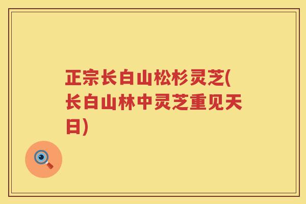 正宗长白山松杉灵芝(长白山林中灵芝重见天日)