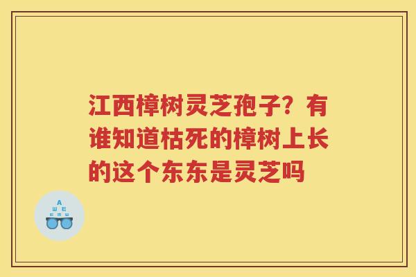 江西樟树灵芝孢子？有谁知道枯死的樟树上长的这个东东是灵芝吗