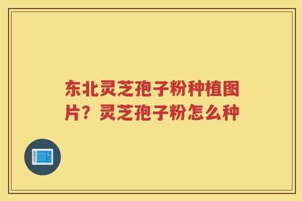 东北灵芝孢子粉种植图片？灵芝孢子粉怎么种
