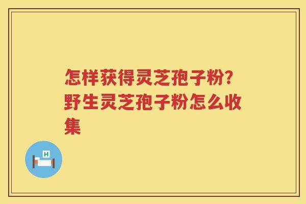 怎样获得灵芝孢子粉？野生灵芝孢子粉怎么收集