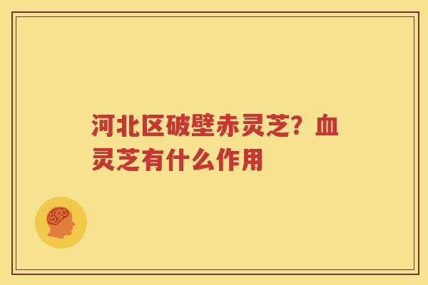 河北区破壁赤灵芝？灵芝有什么作用