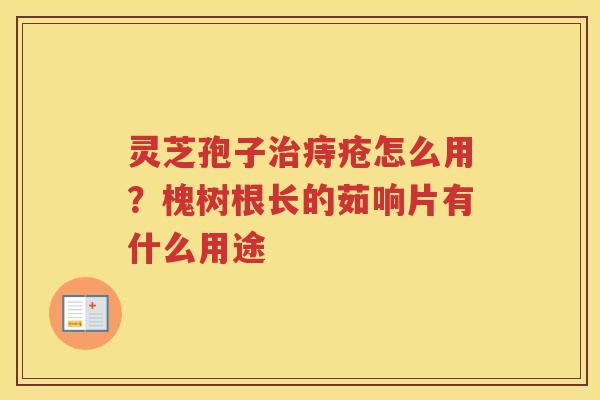 灵芝孢子痔疮怎么用？槐树根长的茹响片有什么用途