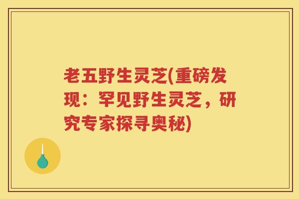 老五野生灵芝(重磅发现：罕见野生灵芝，研究专家探寻奥秘)
