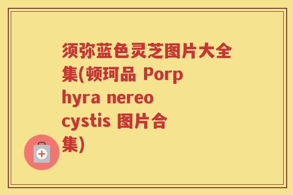 须弥蓝色灵芝图片大全集(顿珂品 Porphyra nereocystis 图片合集)