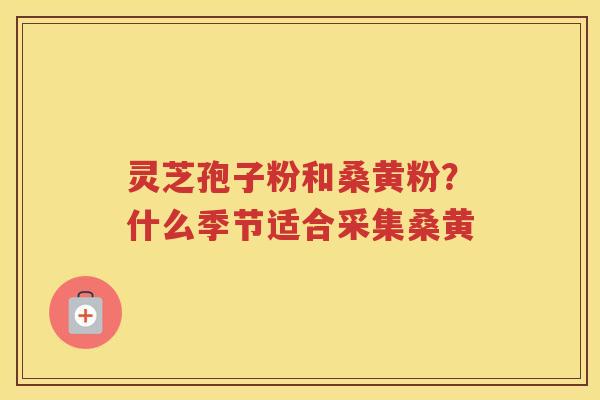 灵芝孢子粉和桑黄粉？什么季节适合采集桑黄
