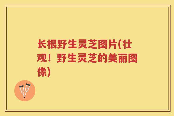 长根野生灵芝图片(壮观！野生灵芝的美丽图像)