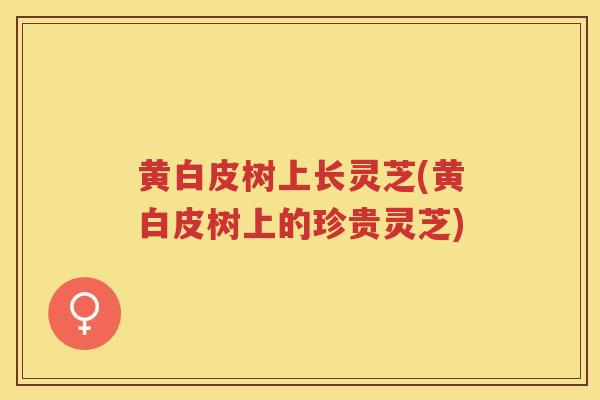 黄白皮树上长灵芝(黄白皮树上的珍贵灵芝)