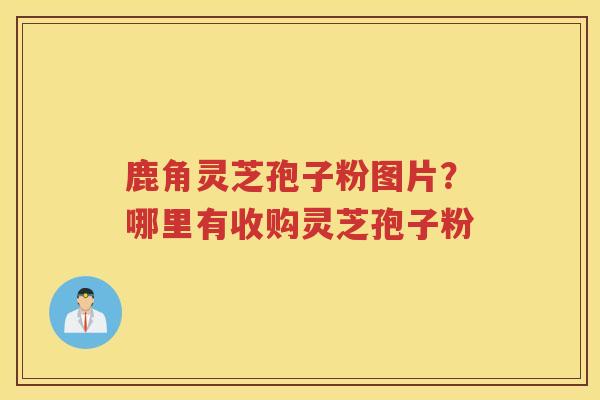 鹿角灵芝孢子粉图片?哪里有收购灵芝孢子粉 鹿角灵芝孢子粉图片?哪里有收购灵芝孢子粉