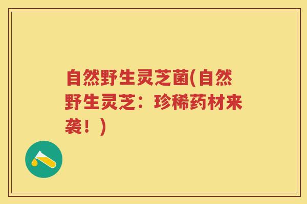 自然野生灵芝菌(自然野生灵芝:珍稀药材来袭!) 自然野生灵芝菌(自然野生灵芝:珍稀药材来袭!)