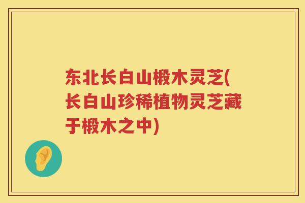 东北长白山椴木灵芝(长白山珍稀植物灵芝藏于椴木之中) 东北长白山椴木灵芝(长白山珍稀植物灵芝藏于椴木之中)