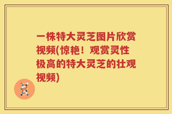 一株特大灵芝图片欣赏视频(惊艳！观赏灵性极高的特大灵芝的壮观视频)