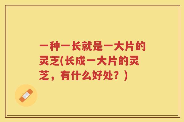 一种一长就是一大片的灵芝(长成一大片的灵芝，有什么好处？)