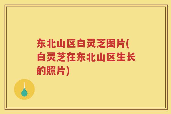东北山区白灵芝图片(白灵芝在东北山区生长的照片)