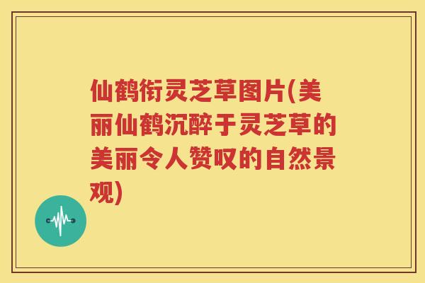 仙鹤衔灵芝草图片(美丽仙鹤沉醉于灵芝草的美丽令人赞叹的自然景观)