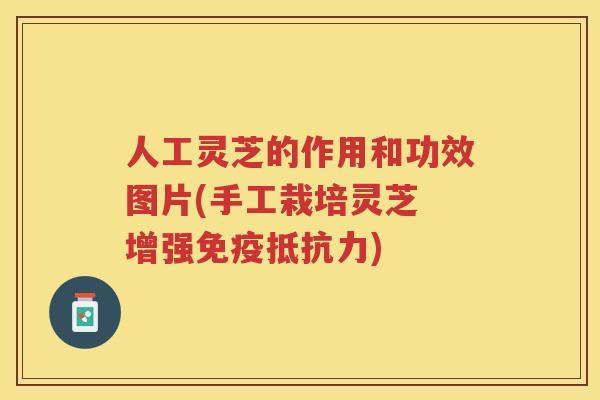 人工灵芝的作用和功效图片(手工栽培灵芝 增强免疫抵抗力)