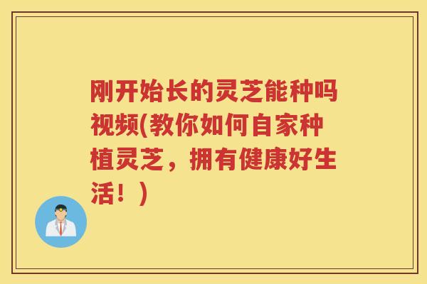 刚开始长的灵芝能种吗视频(教你如何自家种植灵芝,拥有健康好生活!) 刚开始长的灵芝能种吗视频(教你如何自家种植灵芝,拥有健康好生活!)